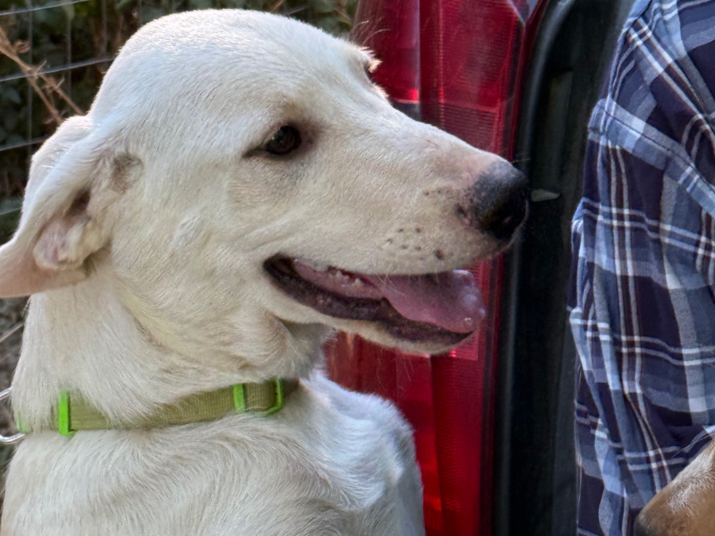 Adotta un cane, maschio, 3 mesi, Catanzaro