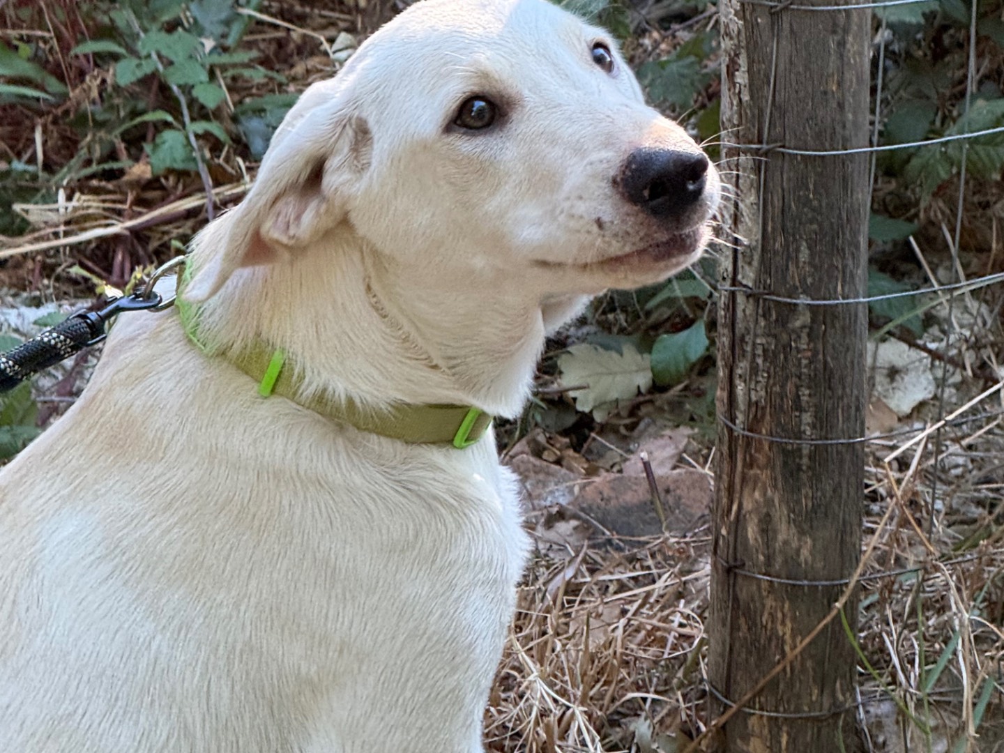 Vuoi adottare un cane a Catanzaro?