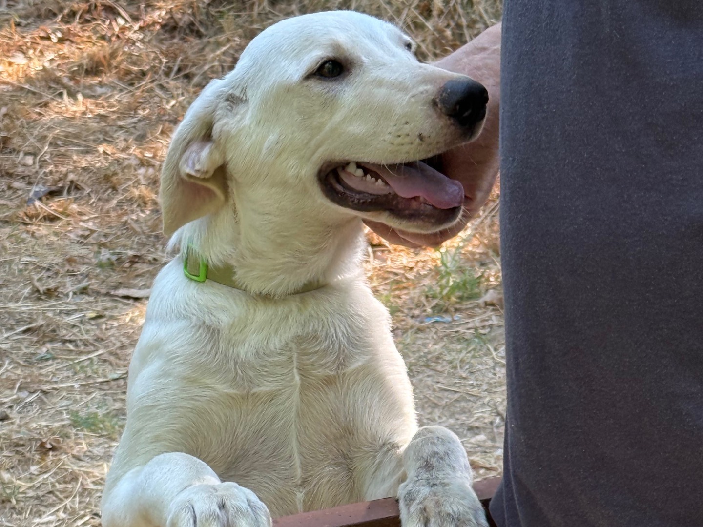 Adotta il cane Juno a Catanzaro