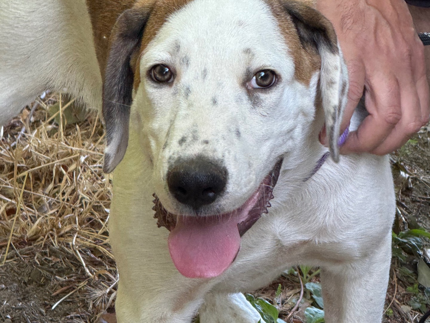 Adotta un cane, maschio, 4 mesi, Catanzaro