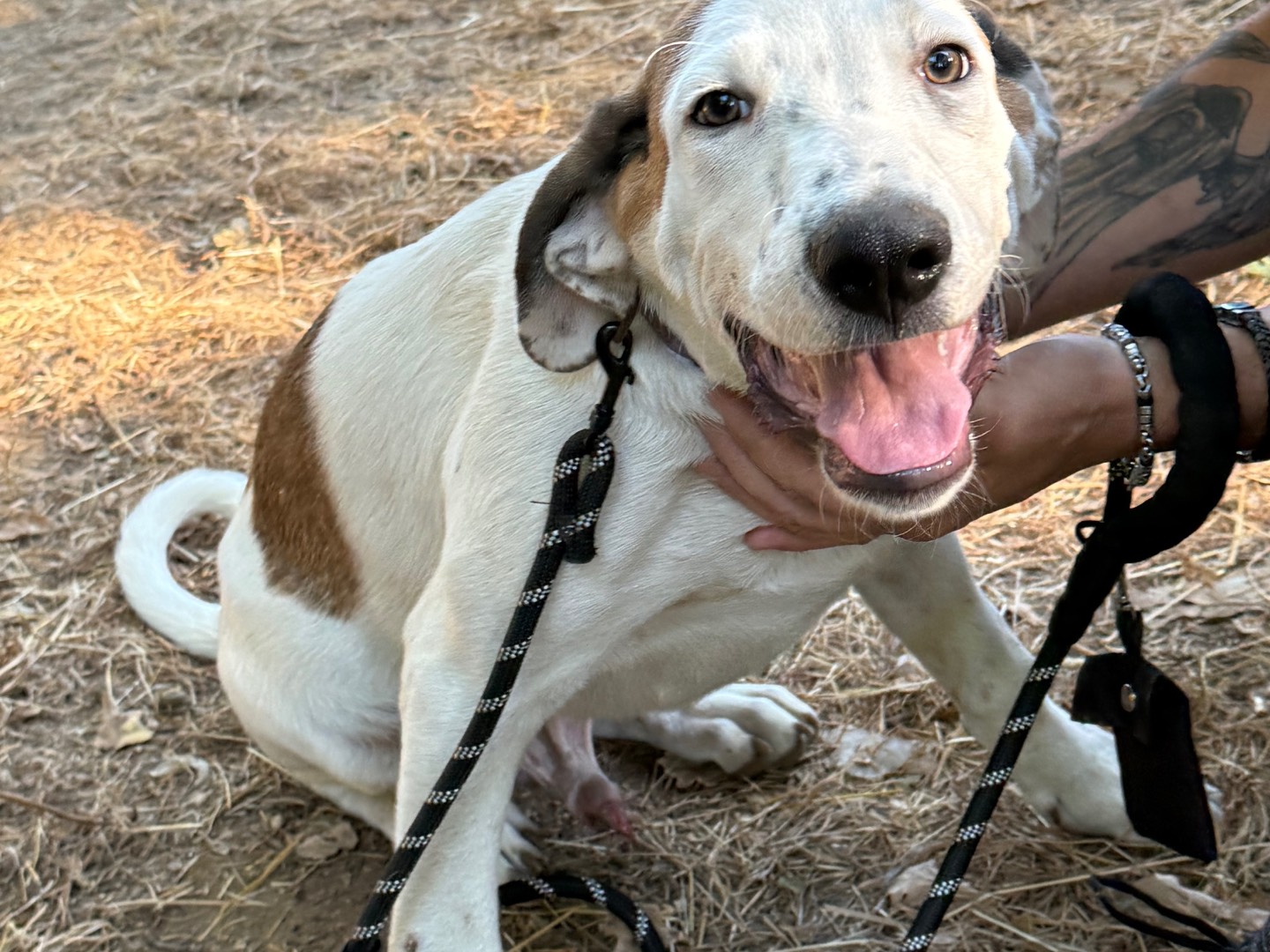 Adotta un cane, taglia grande, maschio, Catanzaro