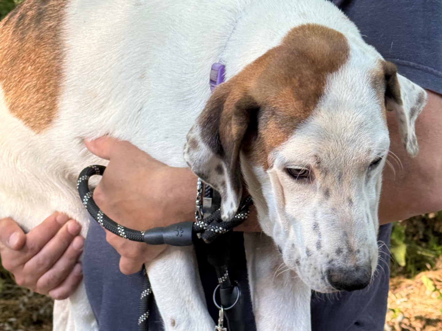 Vuoi adottare un cane a Catanzaro?