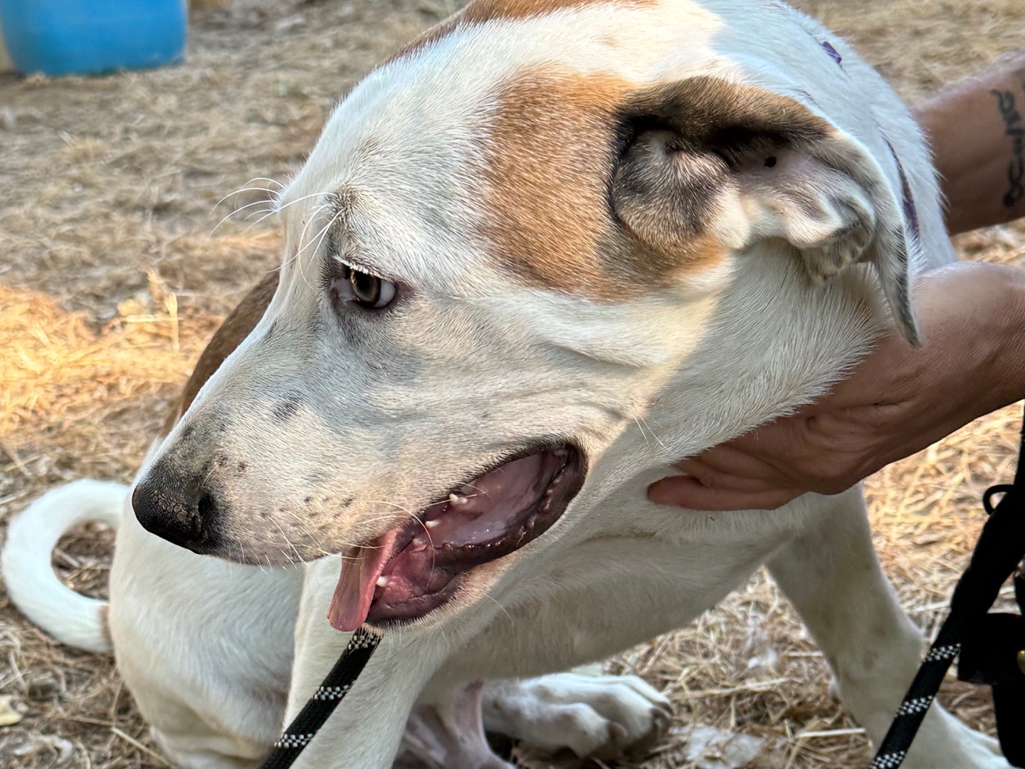 Adotta il cane Berty a Catanzaro
