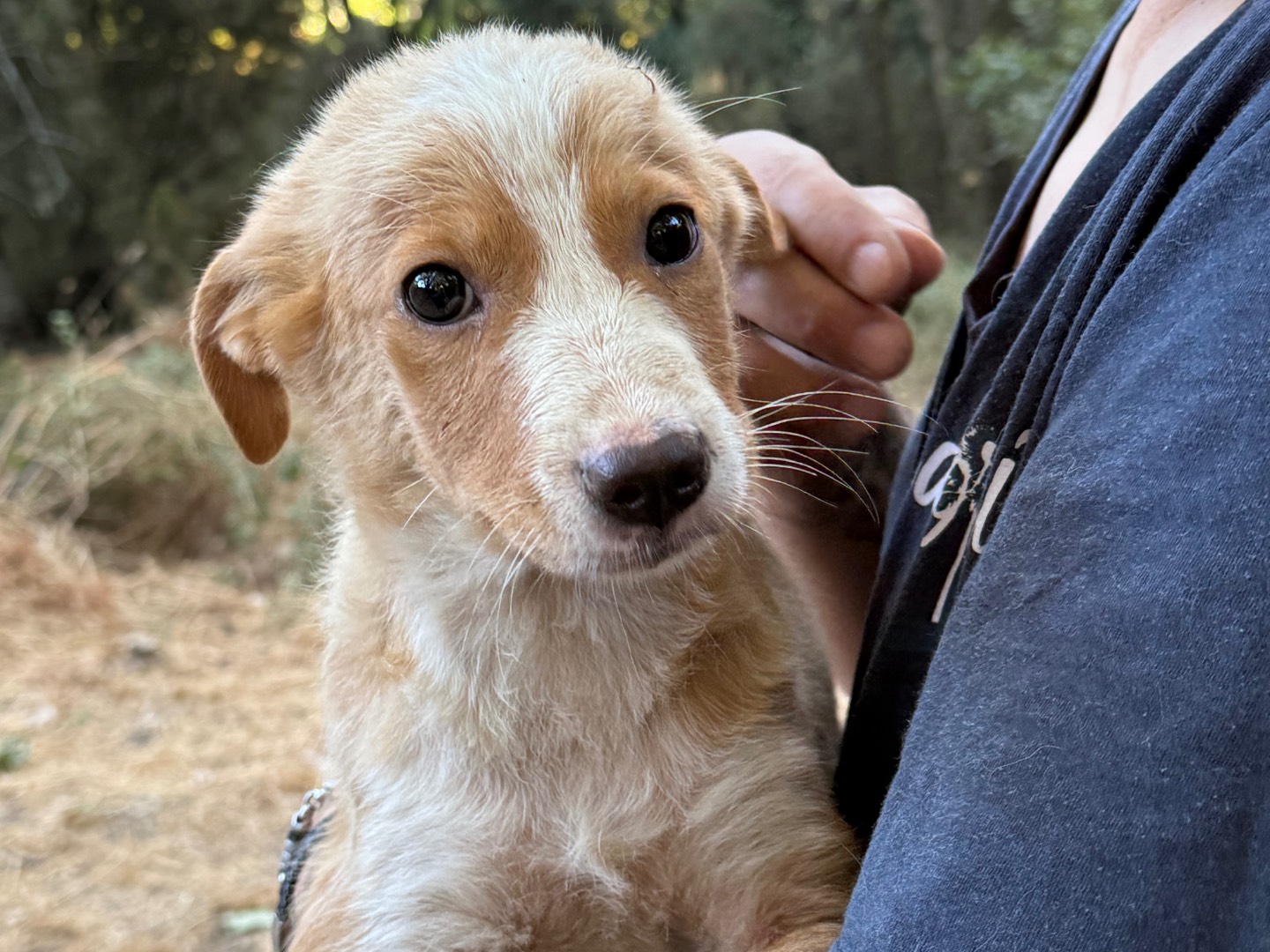 Vuoi adottare un cane a Catanzaro?