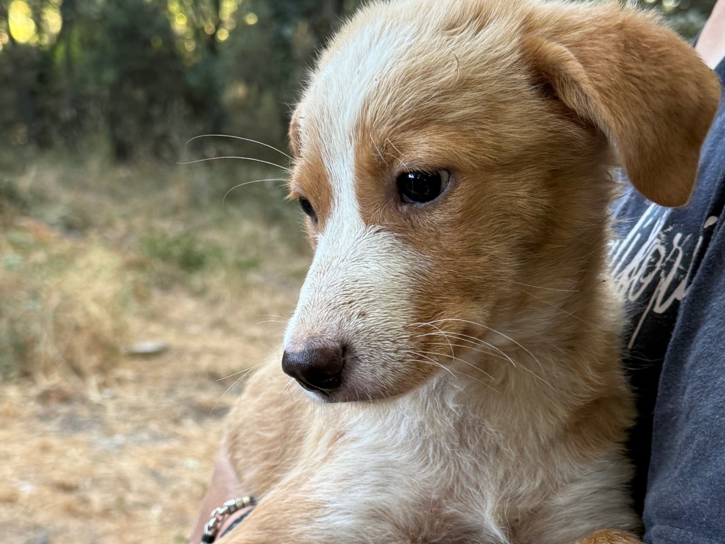 Adotta il cane Tilly a Catanzaro