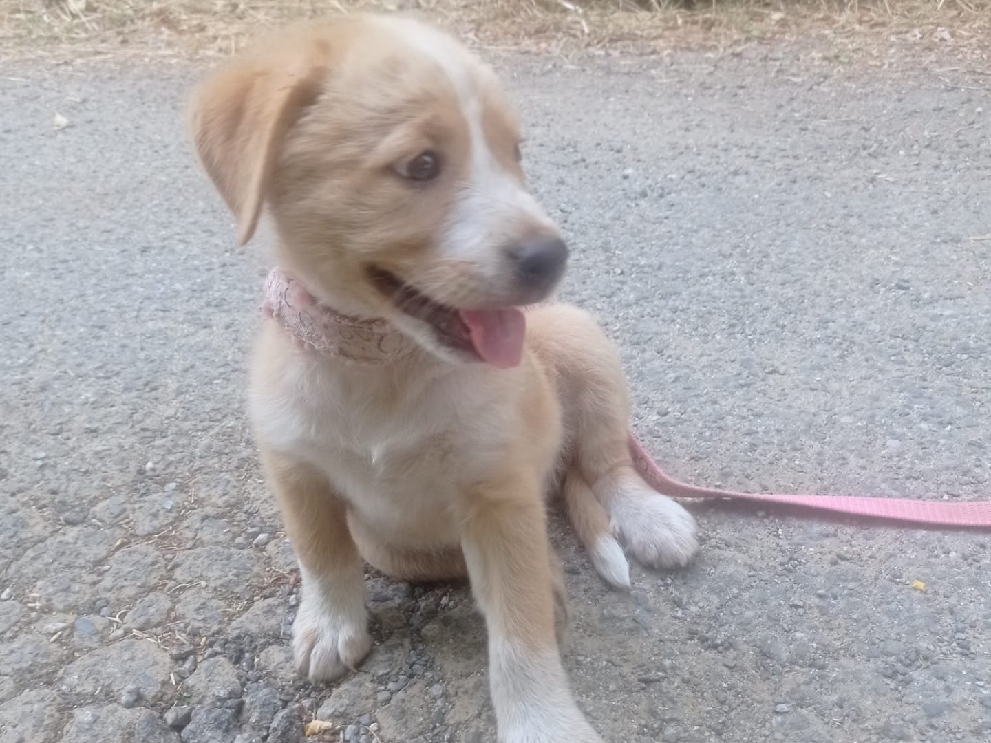 Adozione cane, maschio, Razza sconosciuta Razza sconosciuta, 3 mesi, taglia media contenuta, Catanzaro