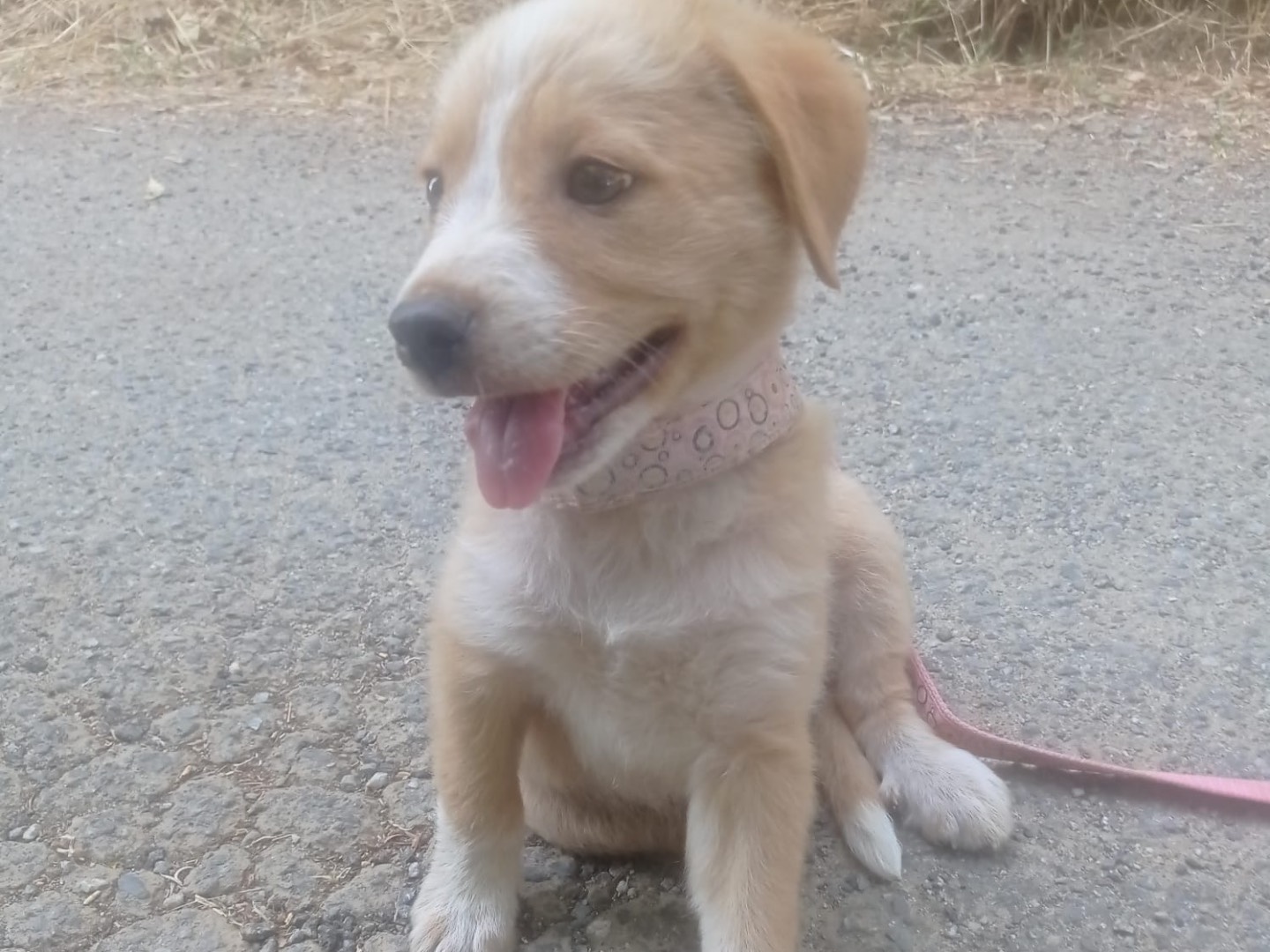Adotta un cane, maschio, 3 mesi, Catanzaro