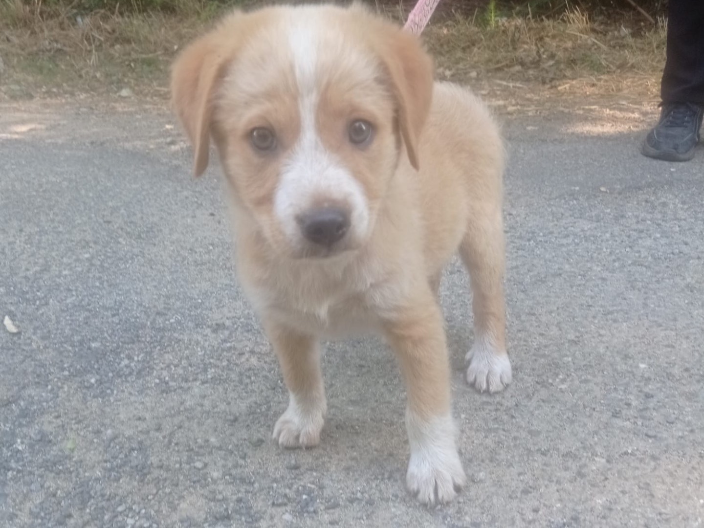 Adotta un cane, taglia media contenuta, maschio, Catanzaro