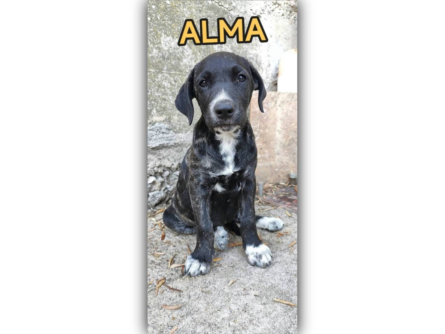 Adotta un cane, femmina, 2 mesi, Messina