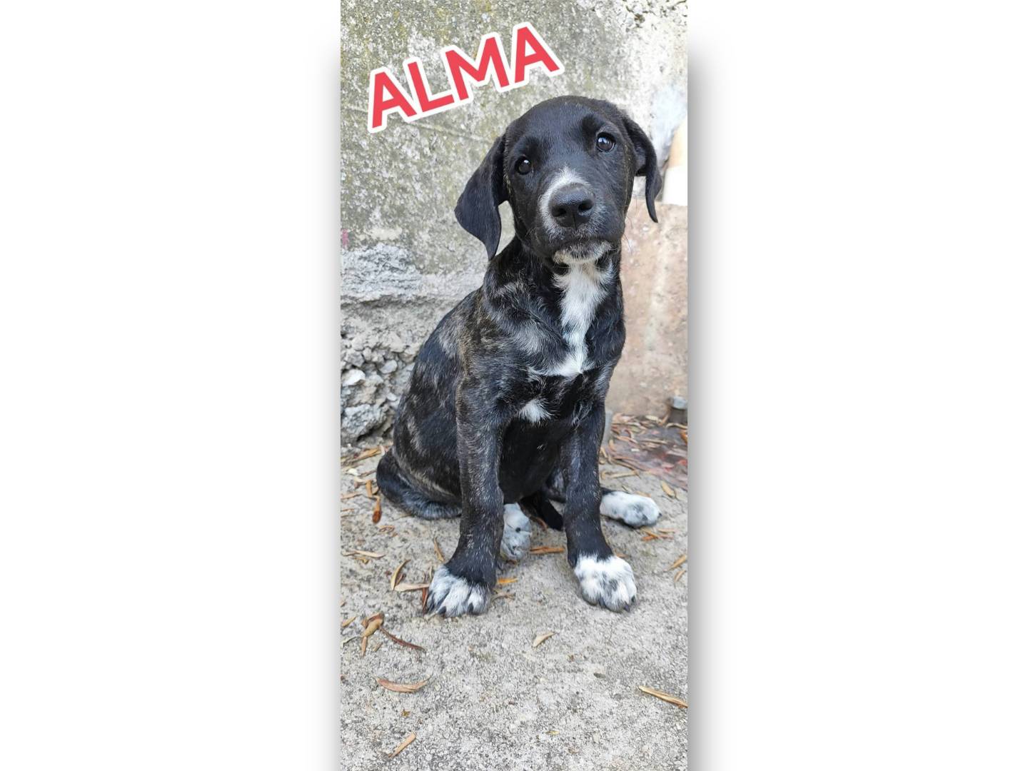 Adotta un cane, taglia grande, femmina, Messina