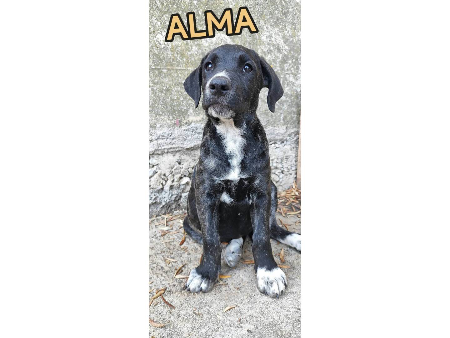 Vuoi adottare un cane a Messina?