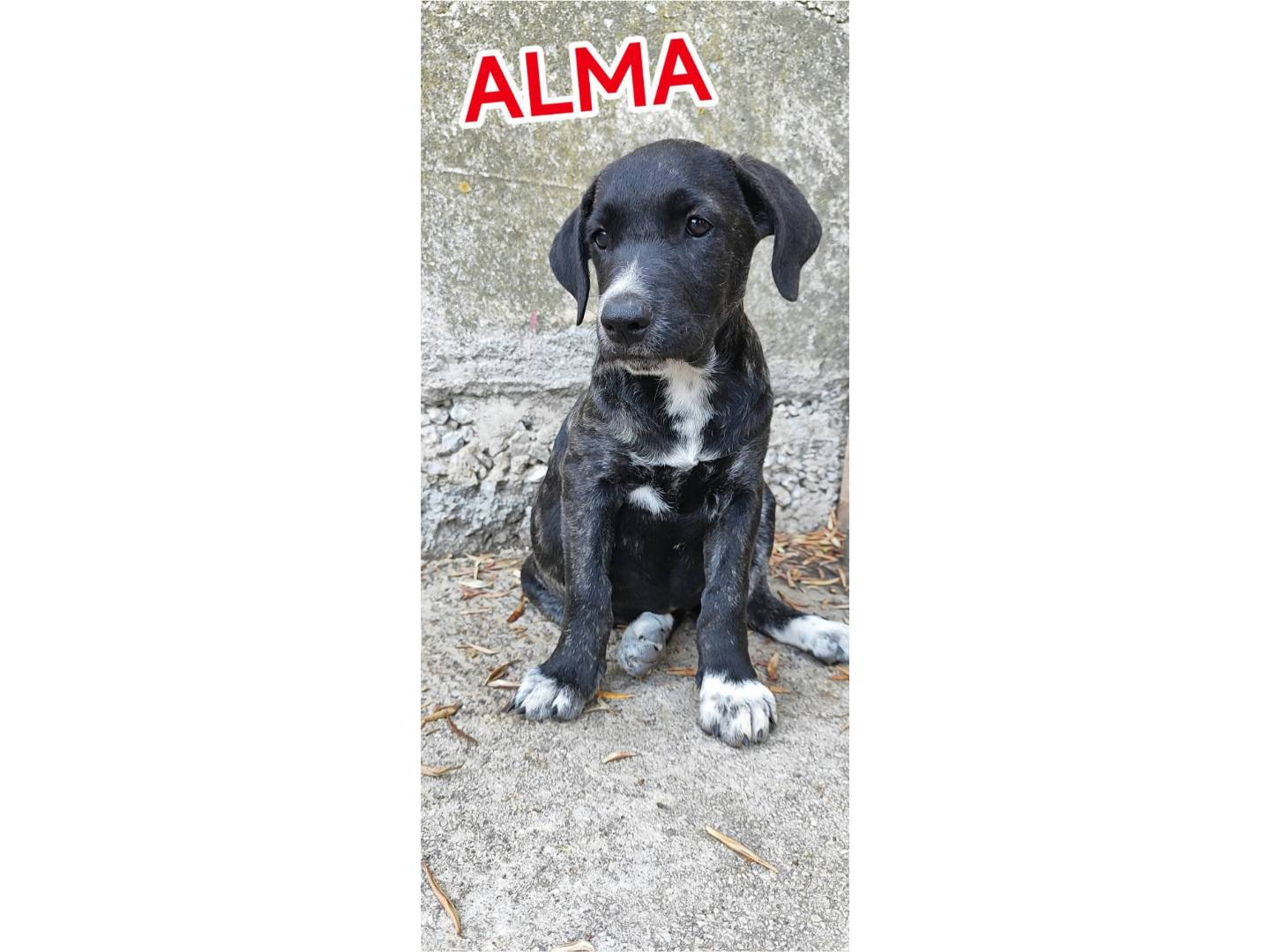 Adotta il cane ALMA a Messina