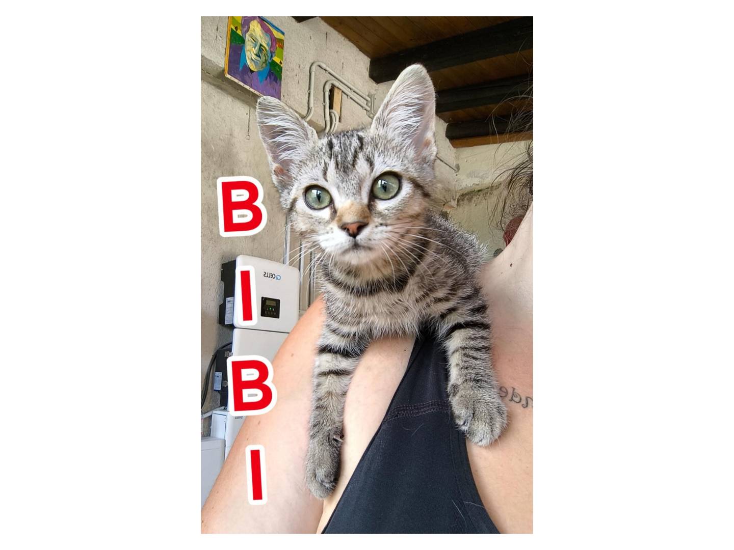 Adotta un gatto, femmina, 2 mesi, Messina