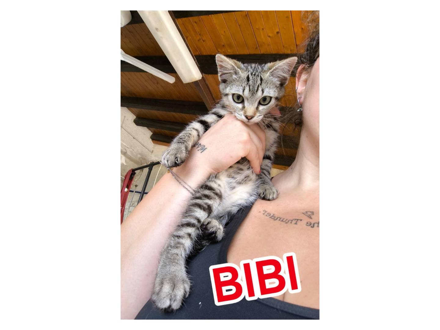 Adotta un gatto, taglia non valida, femmina, Messina