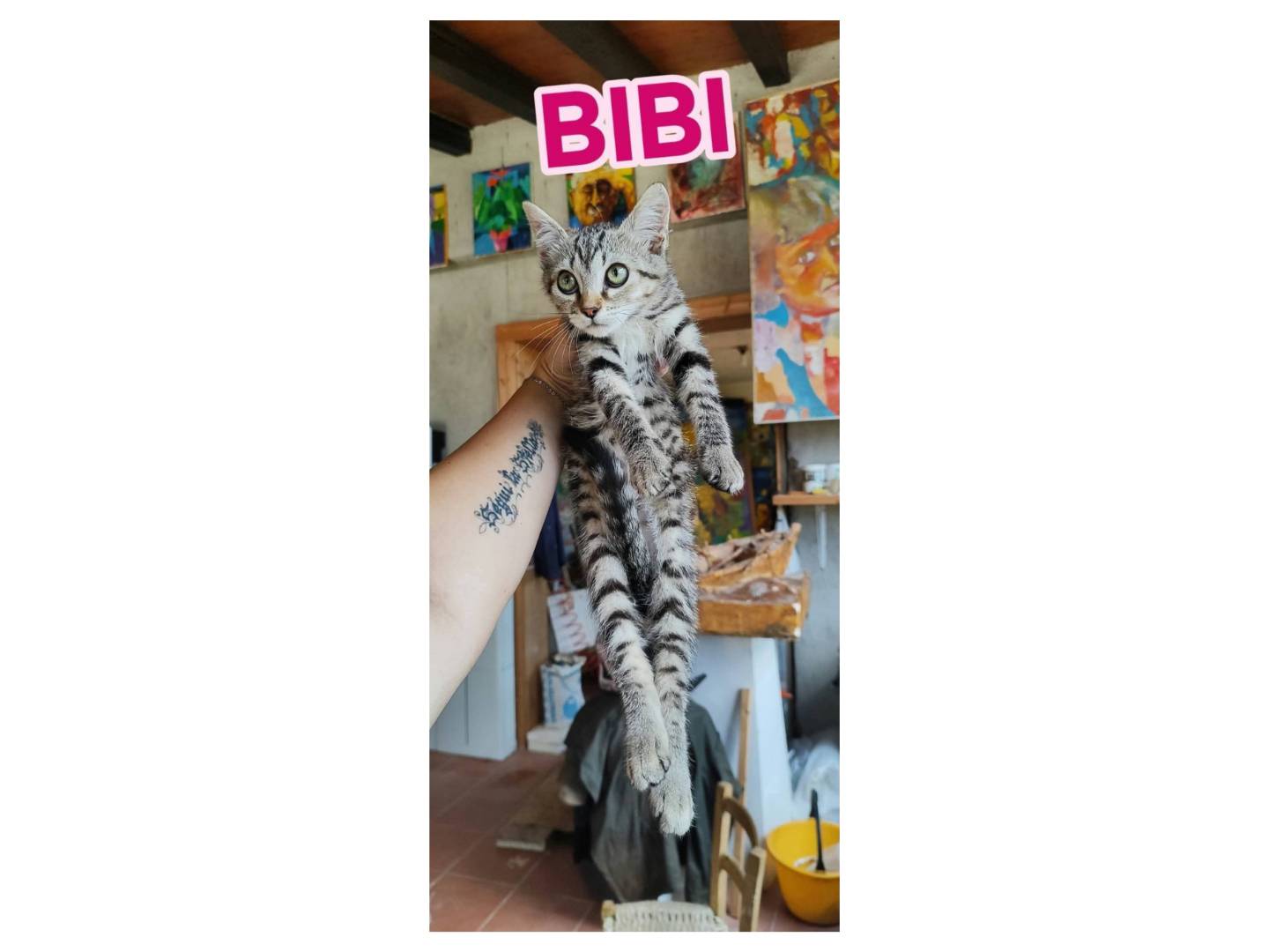 Vuoi adottare un gatto a Messina?