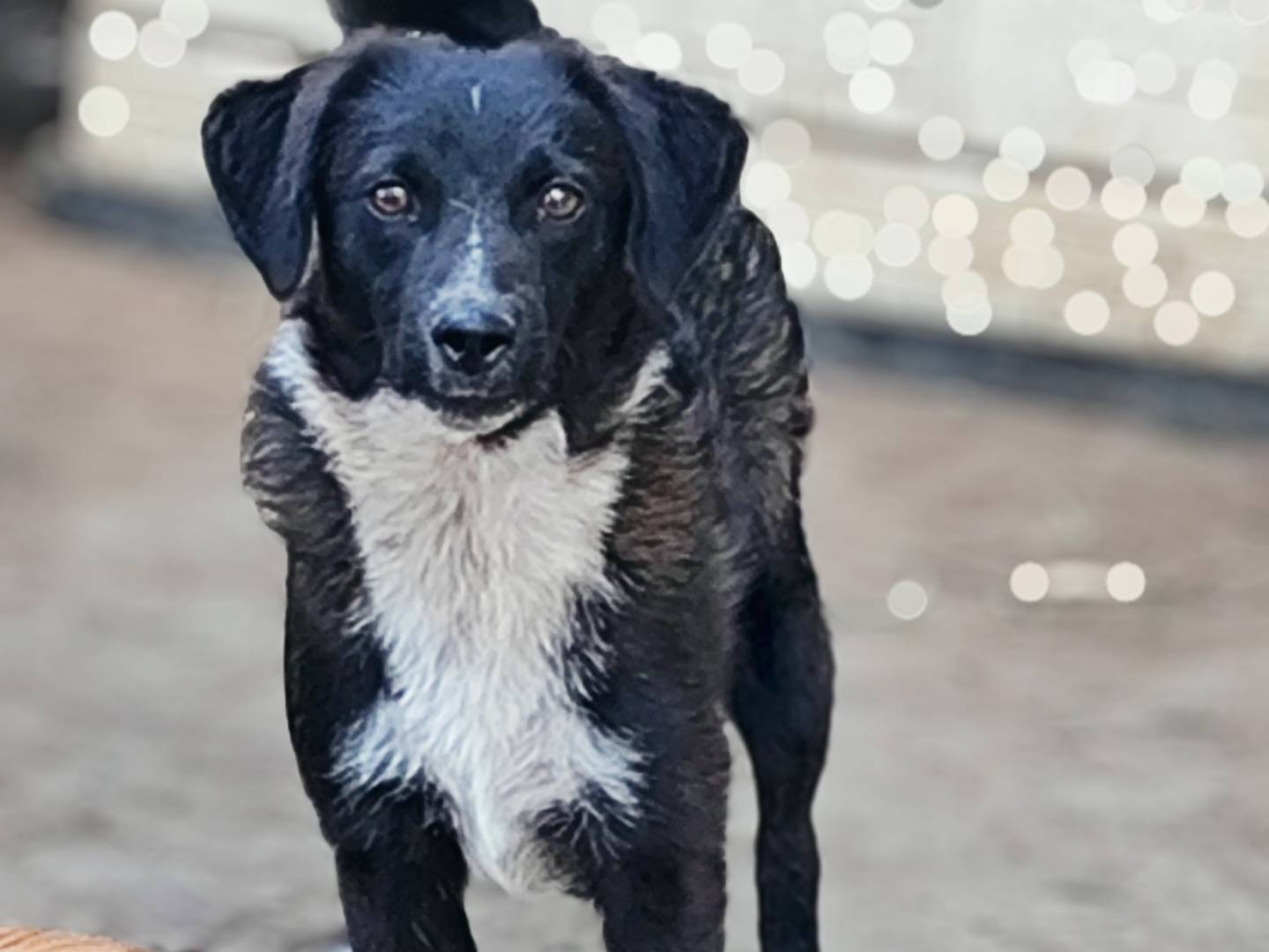 Vuoi adottare un cane a Como?