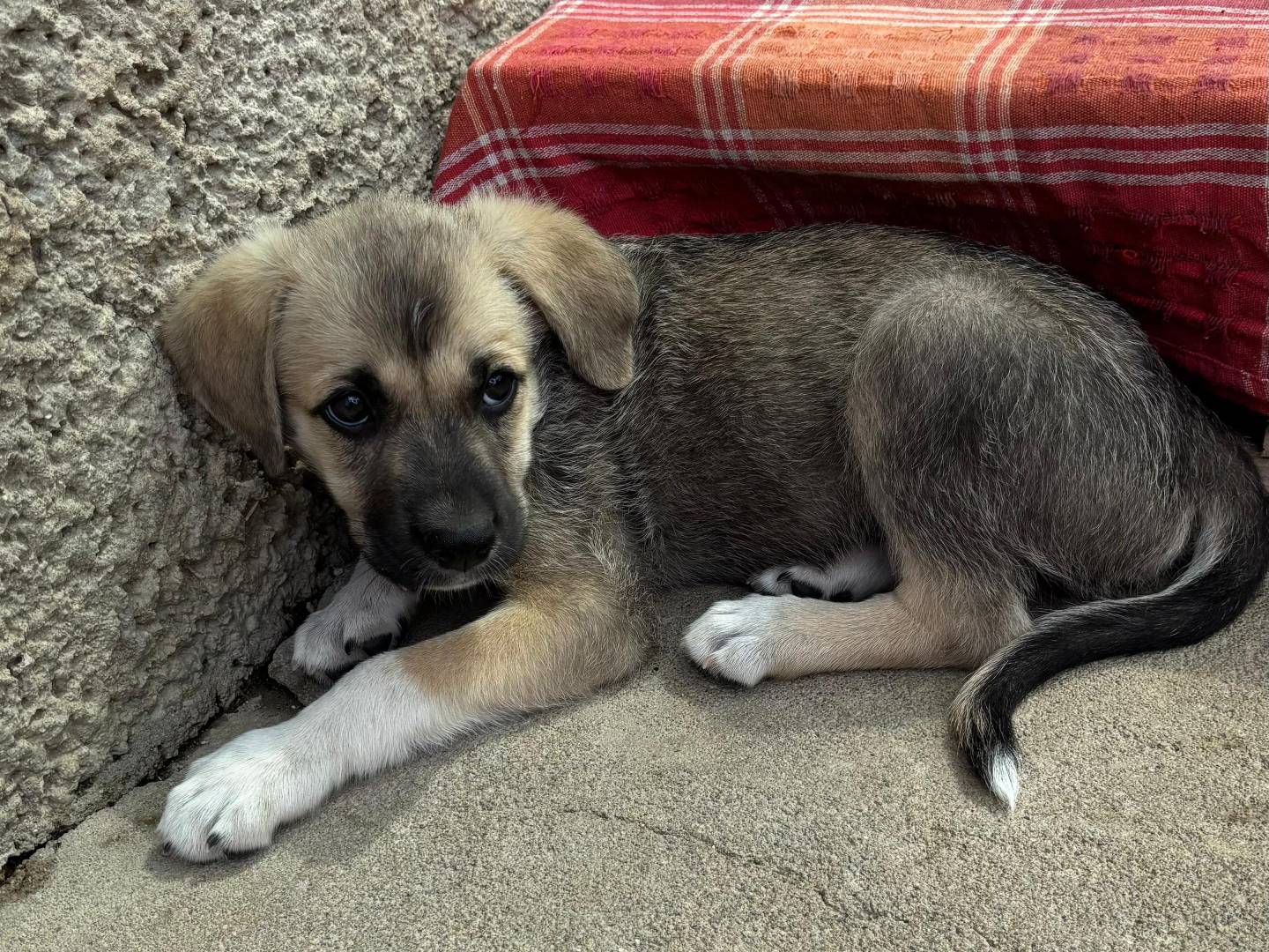 Adozione cane, maschio, Razza sconosciuta Razza sconosciuta, 2 mesi, taglia media, Messina