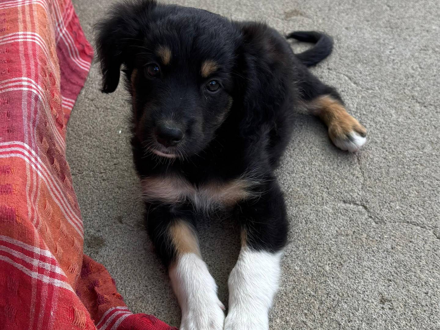 Adotta un cane, maschio, 2 mesi, Messina