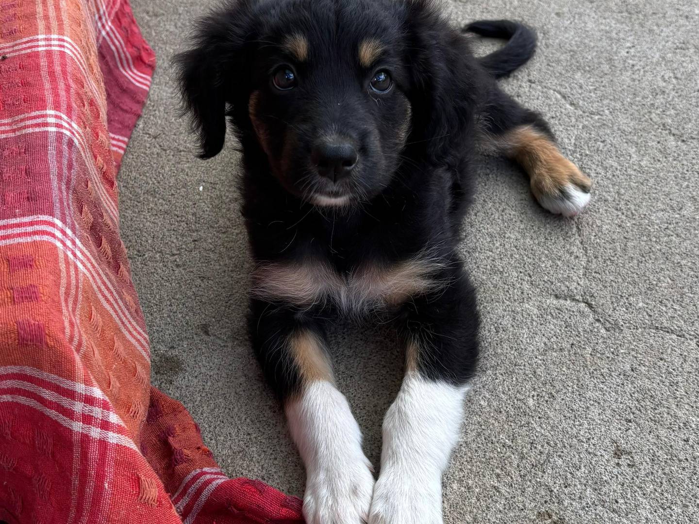 Adotta un cane, taglia media, maschio, Messina