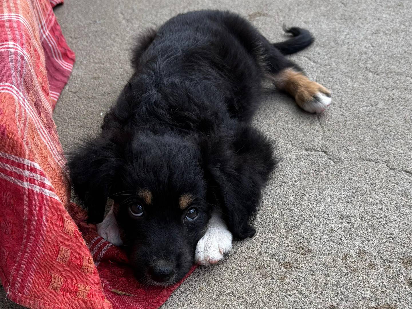 Vuoi adottare un cane a Messina?