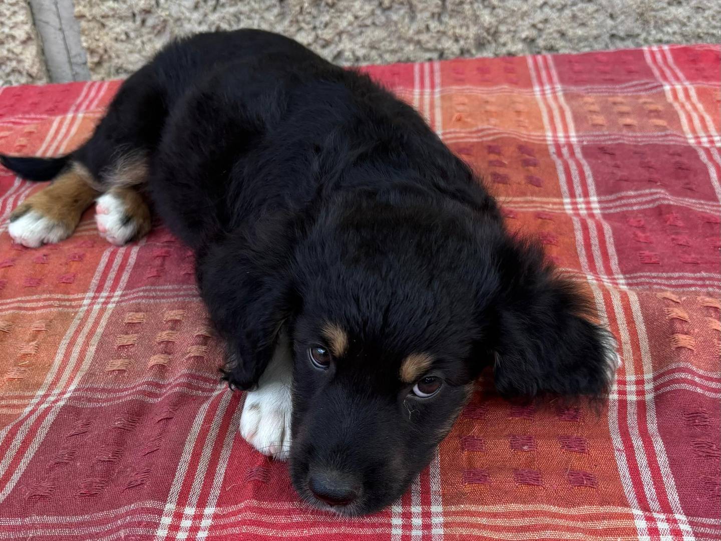 Adotta il cane TASH a Messina