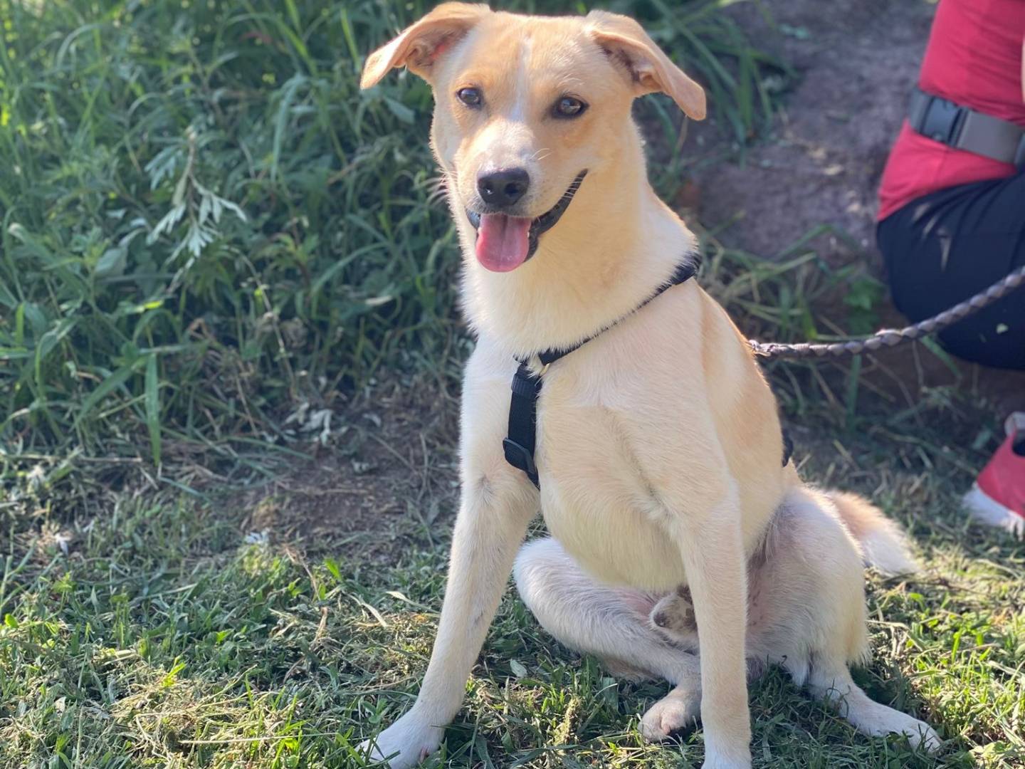 Adozione cane, maschio, Razza sconosciuta Razza sconosciuta, 7 mesi, taglia media, Como