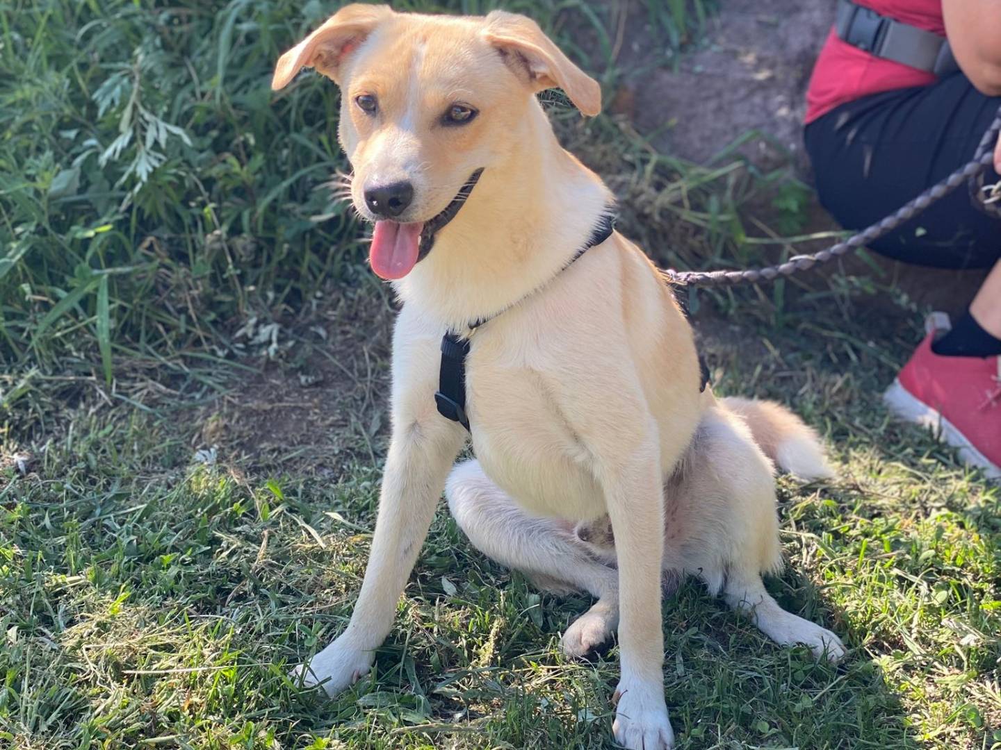 Adotta un cane, maschio, 7 mesi, Como