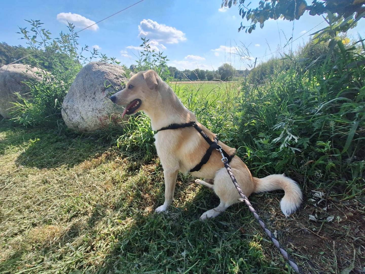 Adotta un cane, taglia media, maschio, Como