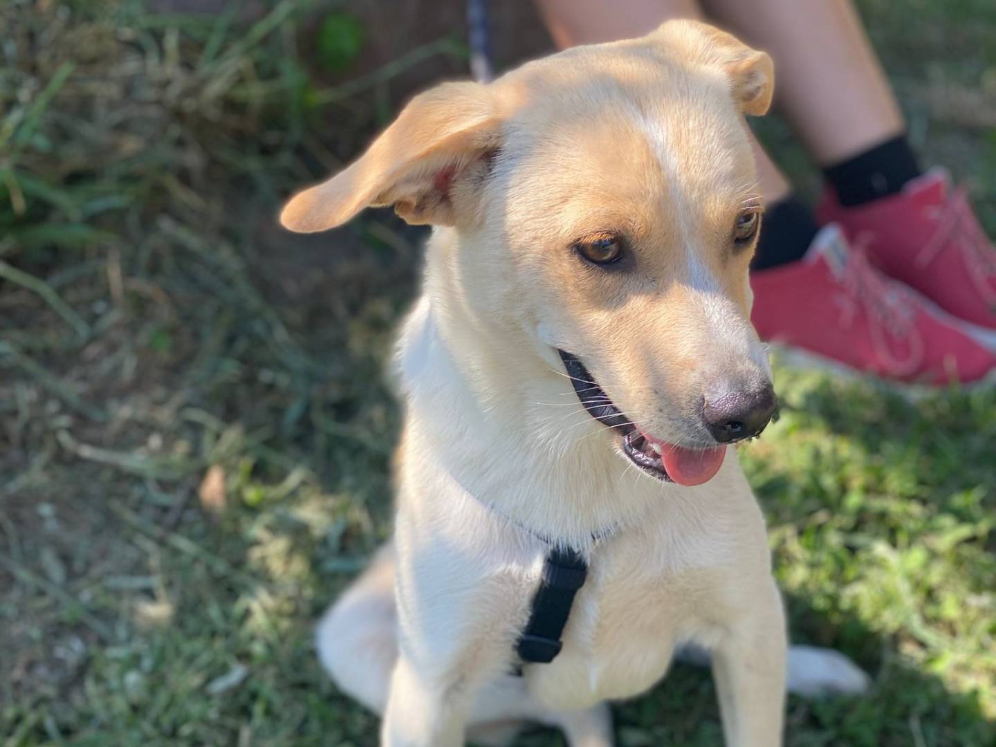 Adotta il cane LENNY a Como