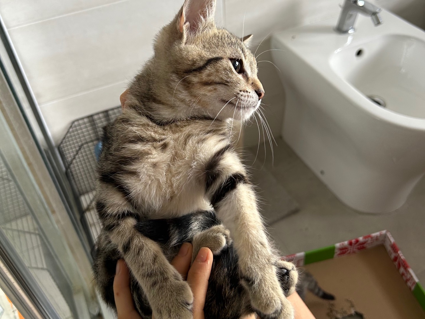 Vuoi adottare un gatto a Arezzo?