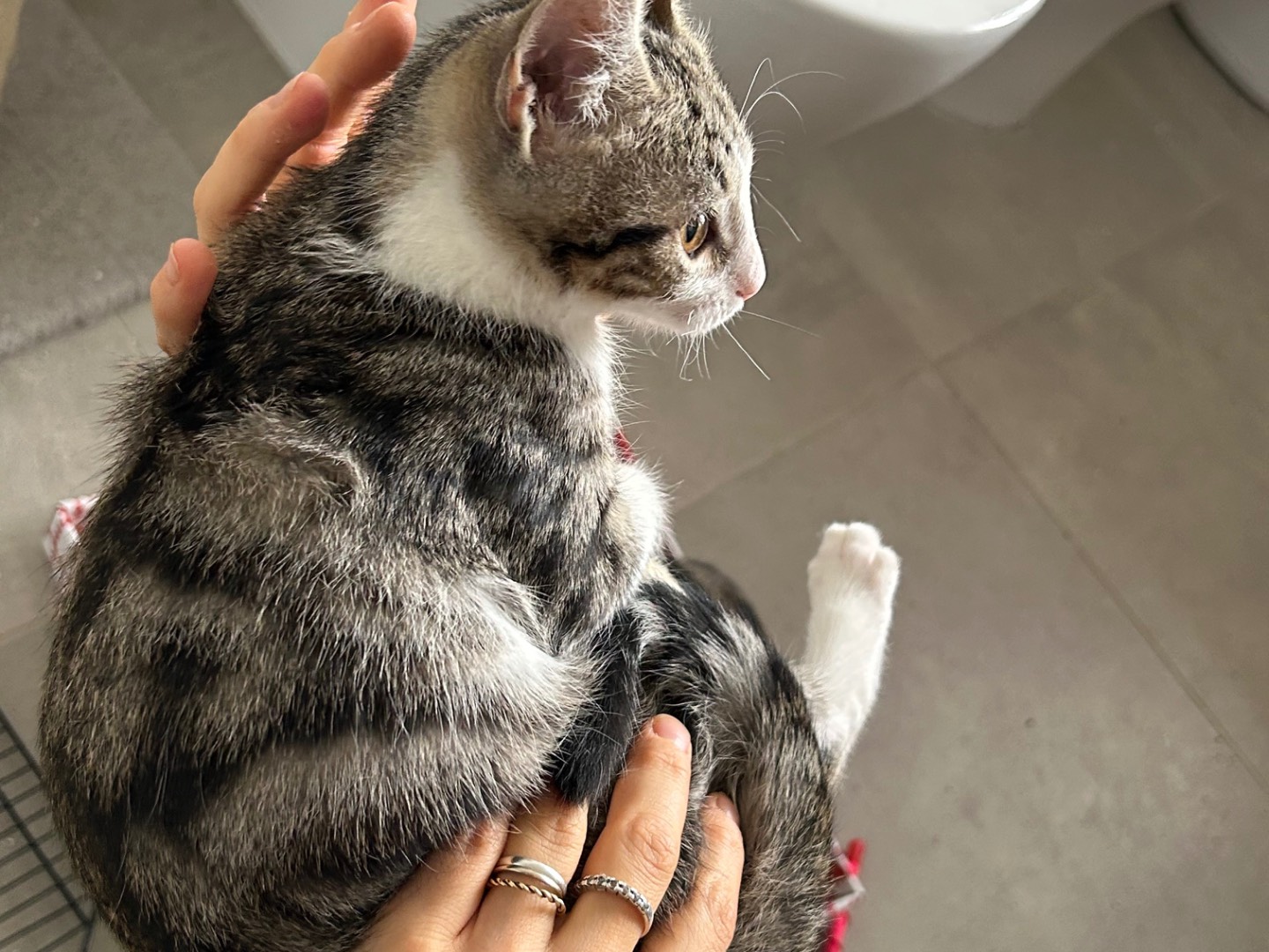 Adotta un gatto, maschio, 2 mesi, Arezzo