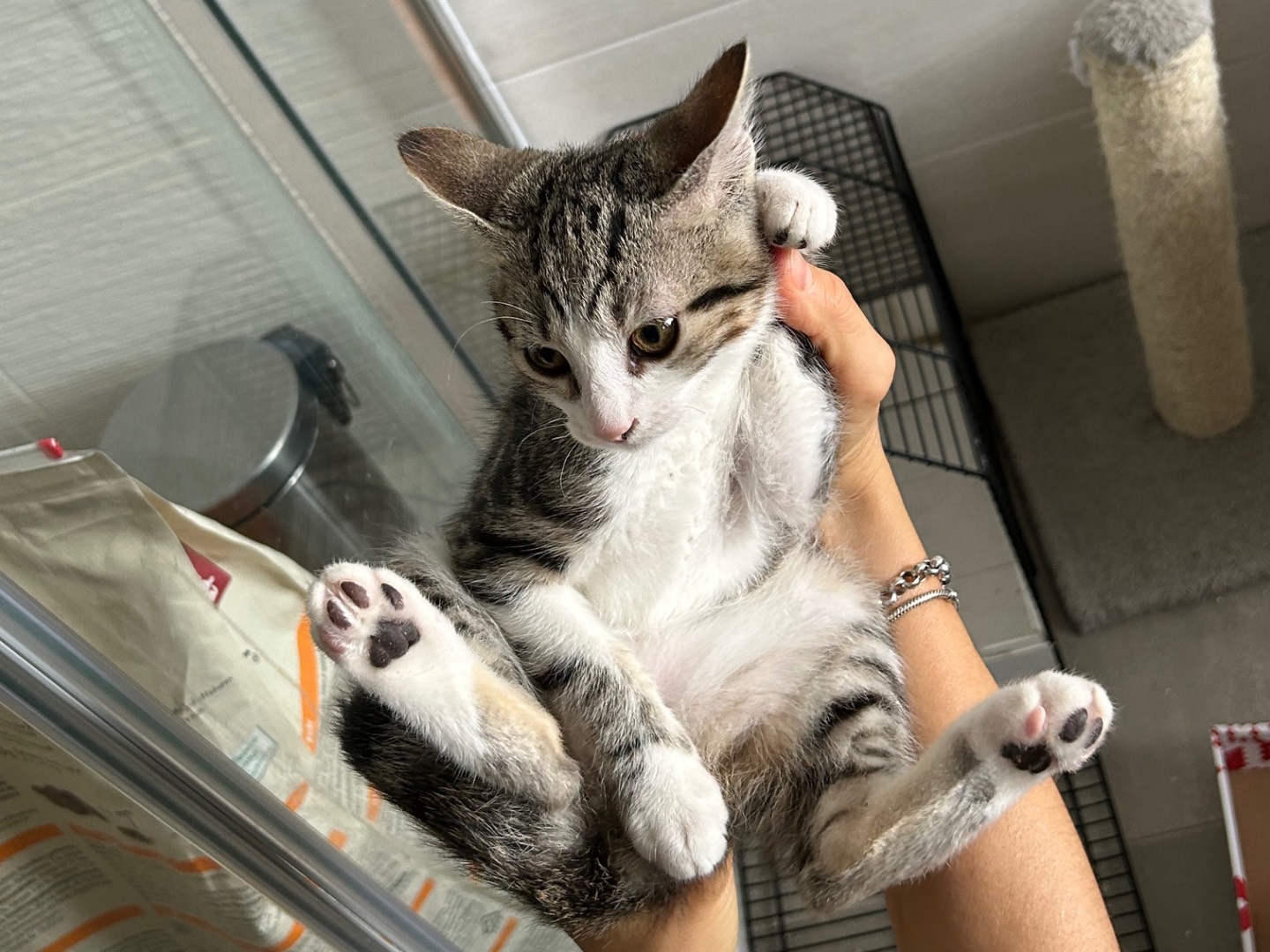 Adotta un gatto, taglia non valida, maschio, Arezzo