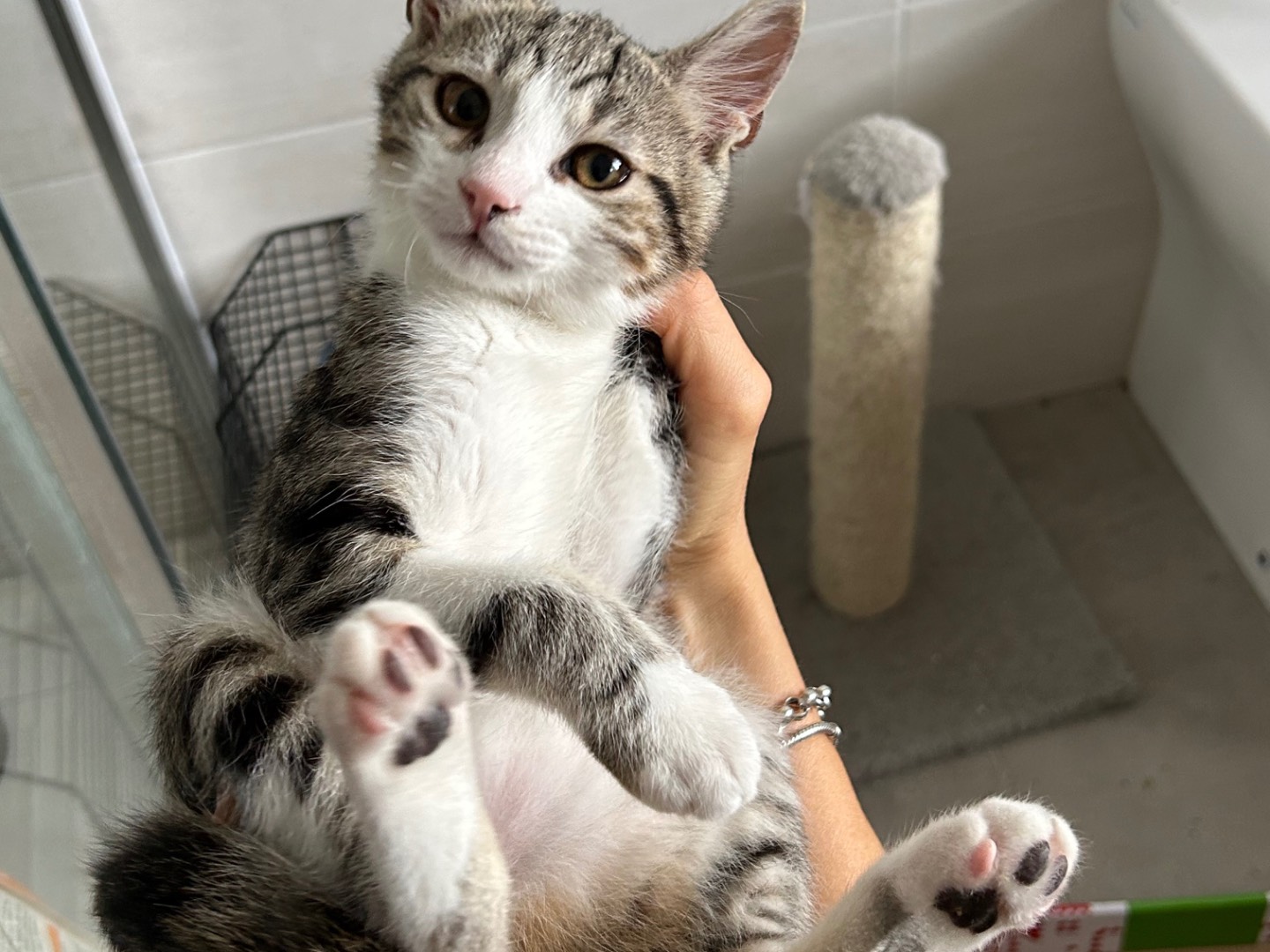 Vuoi adottare un gatto a Arezzo?