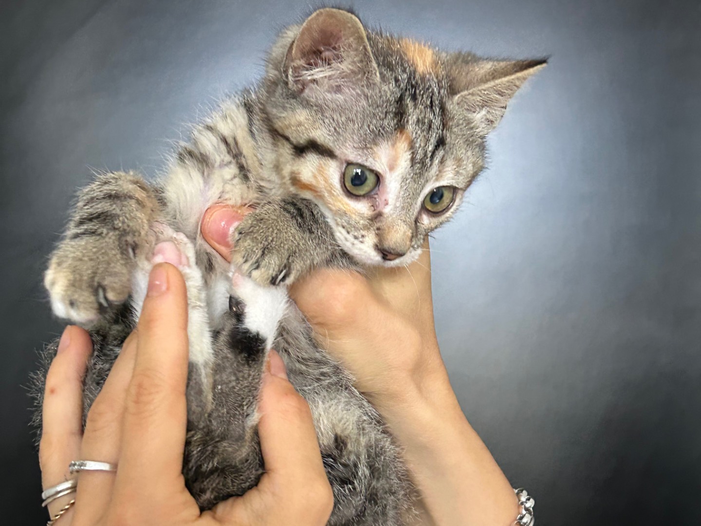 Vuoi adottare un gatto a Arezzo?
