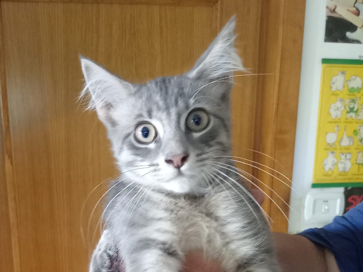 Adozione gatto, maschio, Razza sconosciuta Razza sconosciuta, 3 mesi, taglia non valida, Sassari