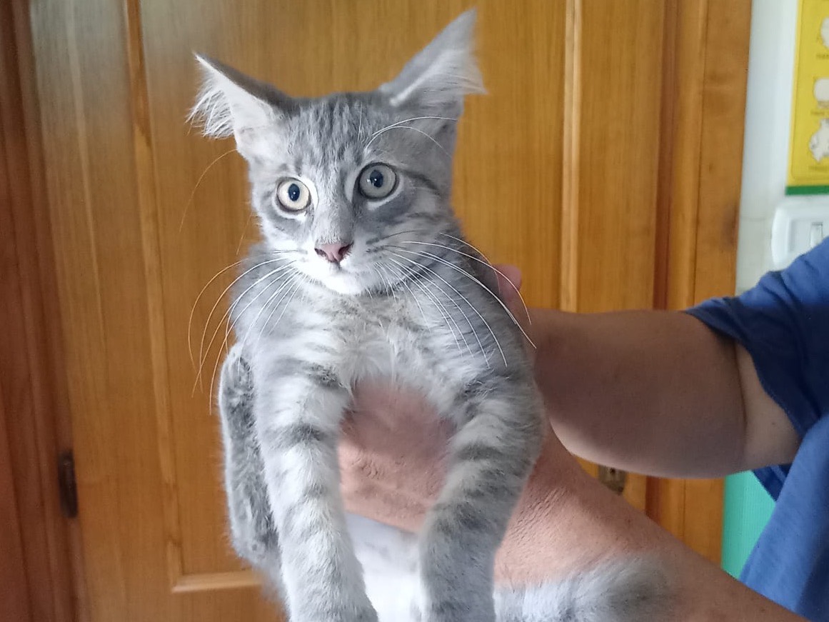 Adotta un gatto, maschio, 3 mesi, Sassari