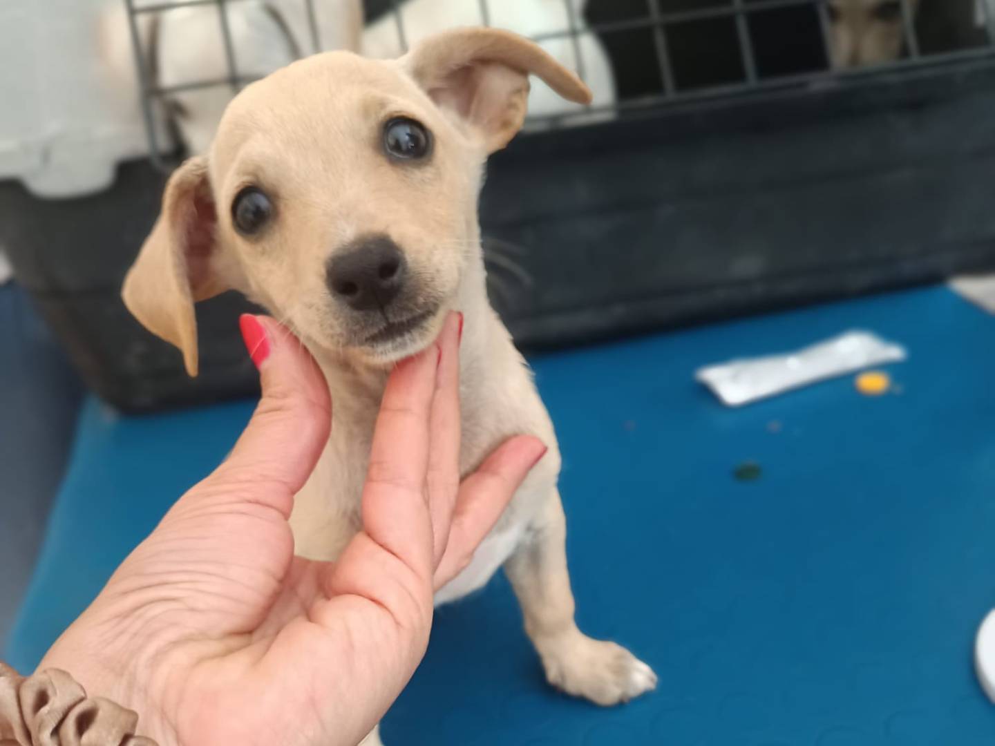 Adozione cane, maschio, Razza sconosciuta Razza sconosciuta, 2 mesi, taglia piccola, Catanzaro