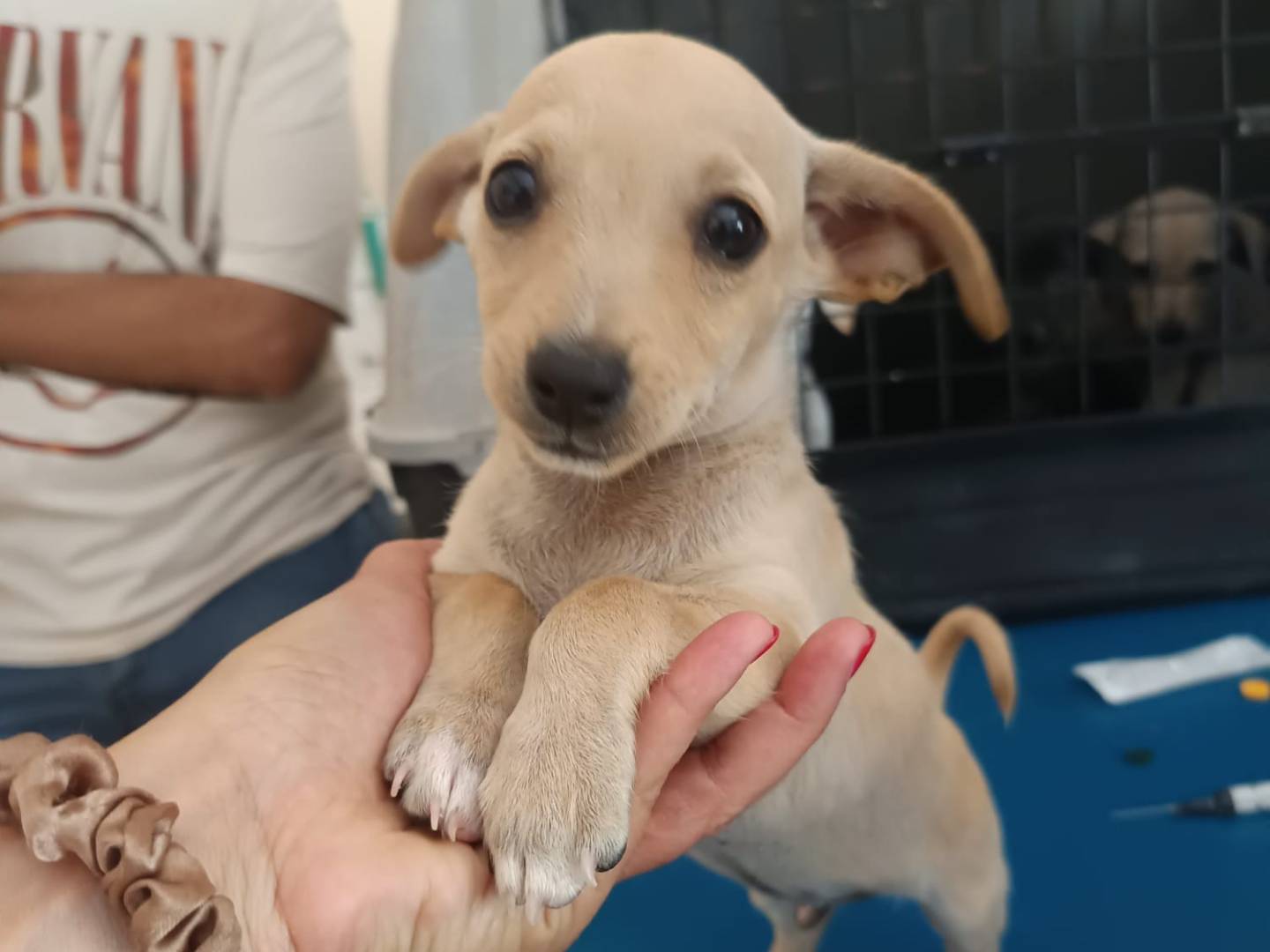 Adotta un cane, maschio, 2 mesi, Catanzaro
