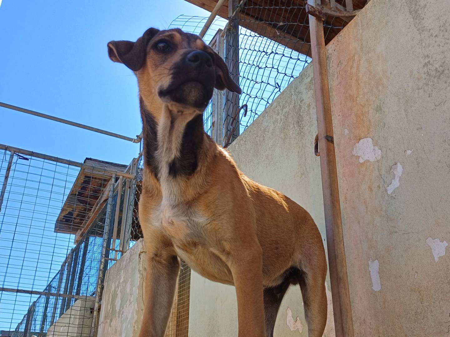 Adotta il cane Zen a Lecce