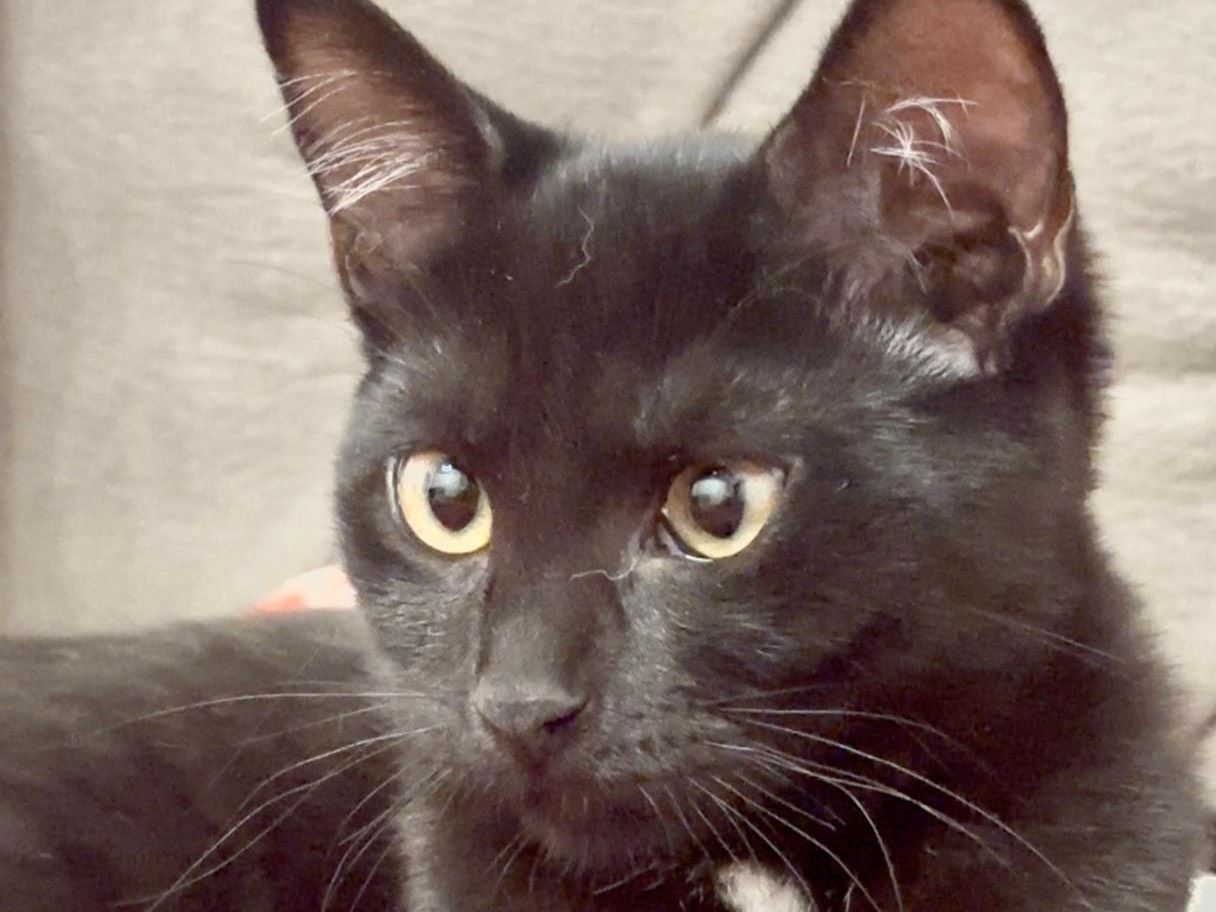 Adotta un gatto, femmina, 3 mesi, Latina