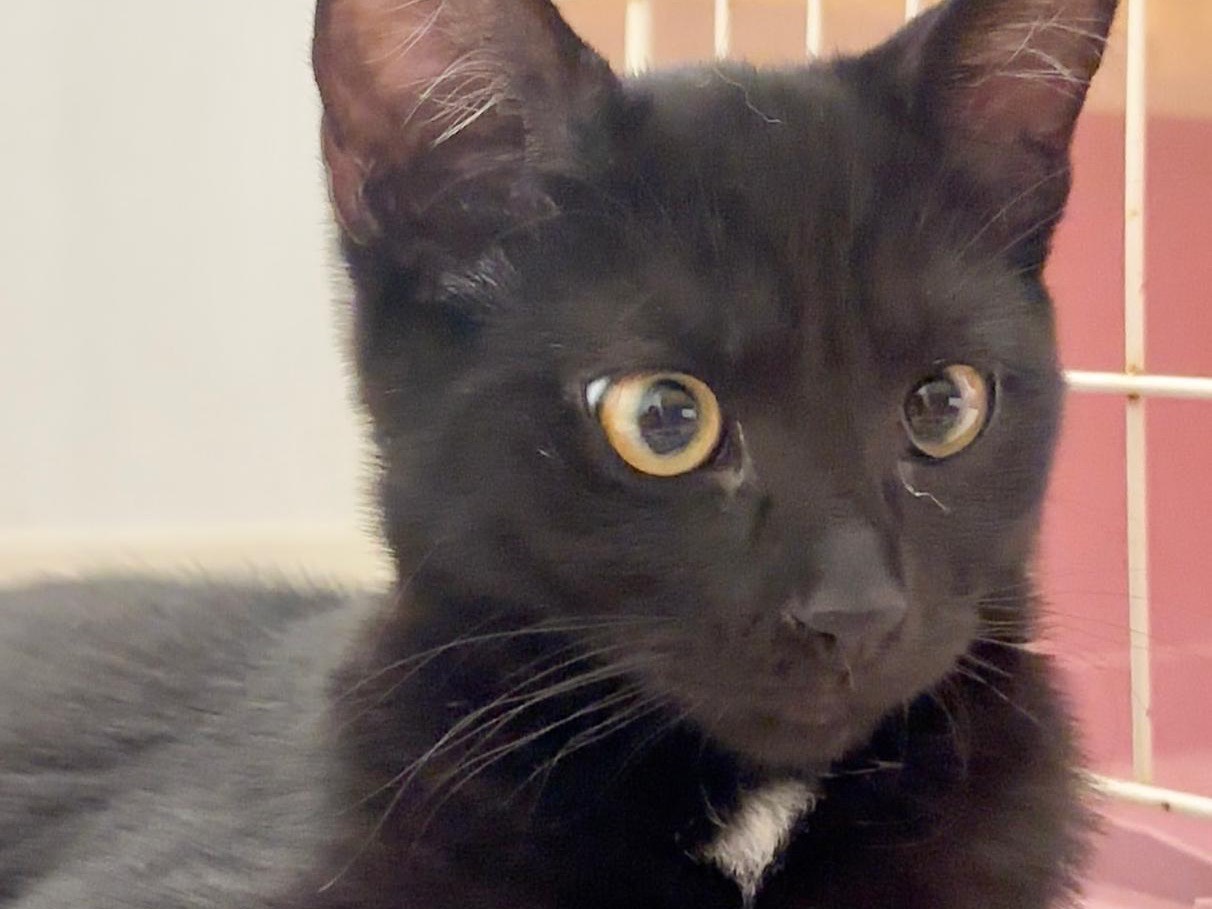 Adotta un gatto, taglia non valida, femmina, Latina