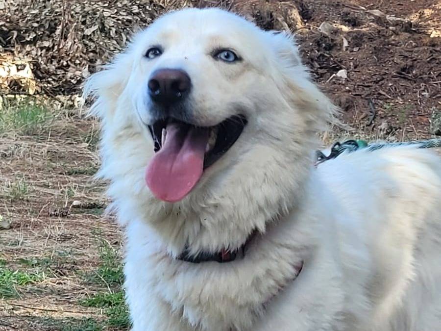 Adozione cane, femmina, Siberian Husky Razza sconosciuta, 1 anno e 5 mesi, taglia media, Milano
