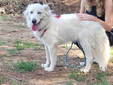 Adotta un cane, femmina, 1 anno e 5 mesi, Milano