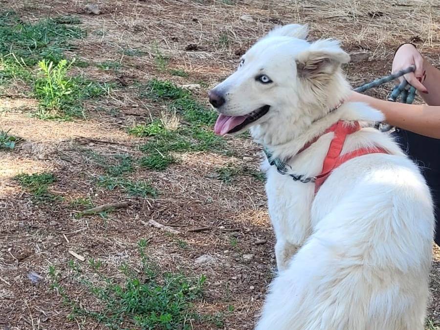 Adotta un cane, taglia media, femmina, Milano