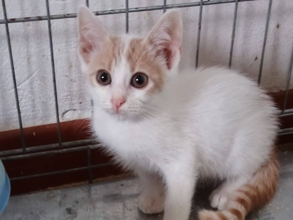 Adozione gatto, maschio, Razza sconosciuta Razza sconosciuta, 1 mesi, taglia non valida, Ravenna