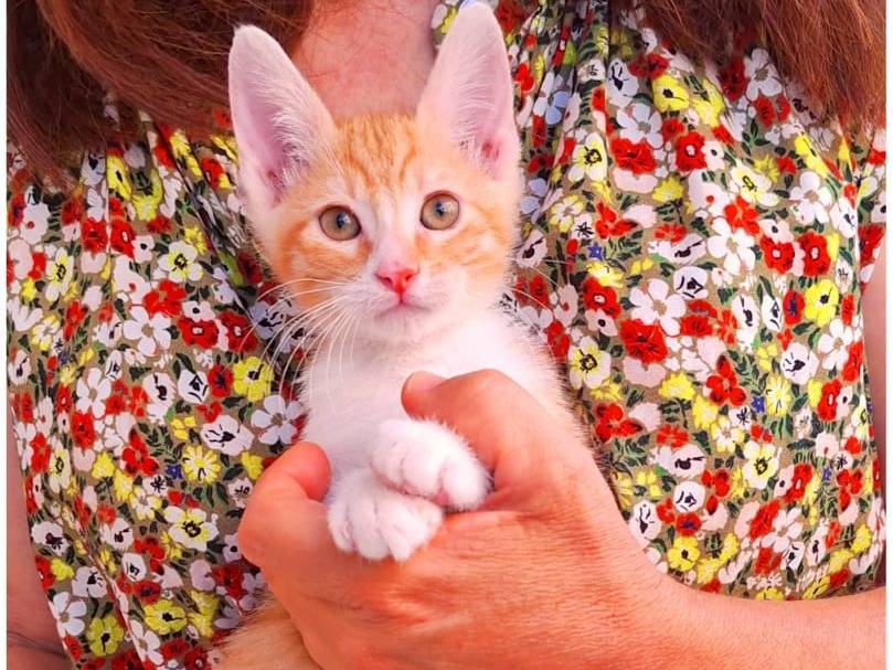 Vuoi adottare un gatto a Genova?