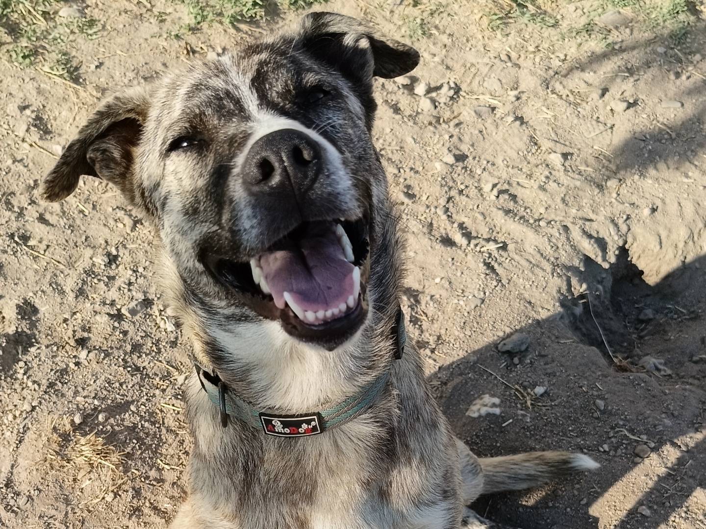 Adozione cane, femmina, Razza sconosciuta Razza sconosciuta, 1 anno e 2 mesi, taglia media contenuta, Sassari