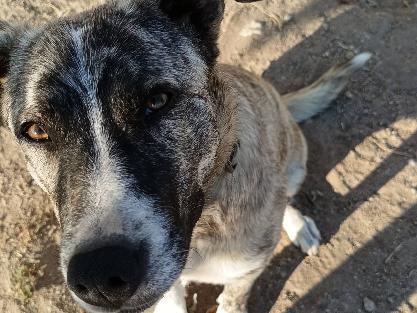 Adotta un cane, femmina, 1 anno e 2 mesi, Sassari