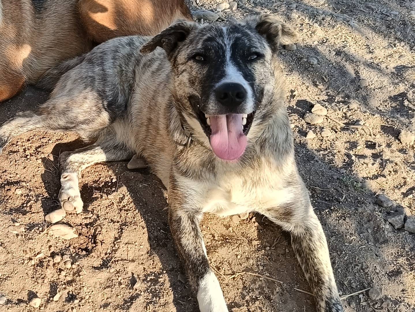 Vuoi adottare un cane a Sassari?