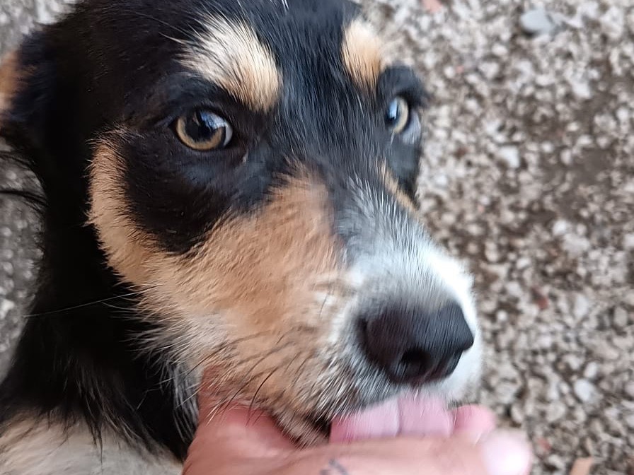 Adozione cane, maschio, Razza sconosciuta Razza sconosciuta, 1 anno e 6 mesi, taglia piccola, Latina